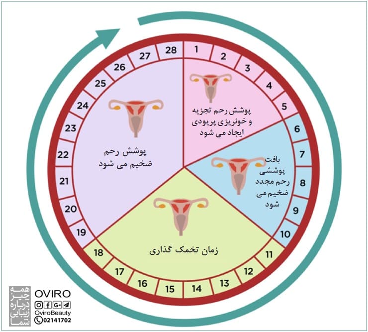 بهترین زمان نزدیکی بدون حاملگی علائم تخمک گذاری روش های اطلاع از باروری