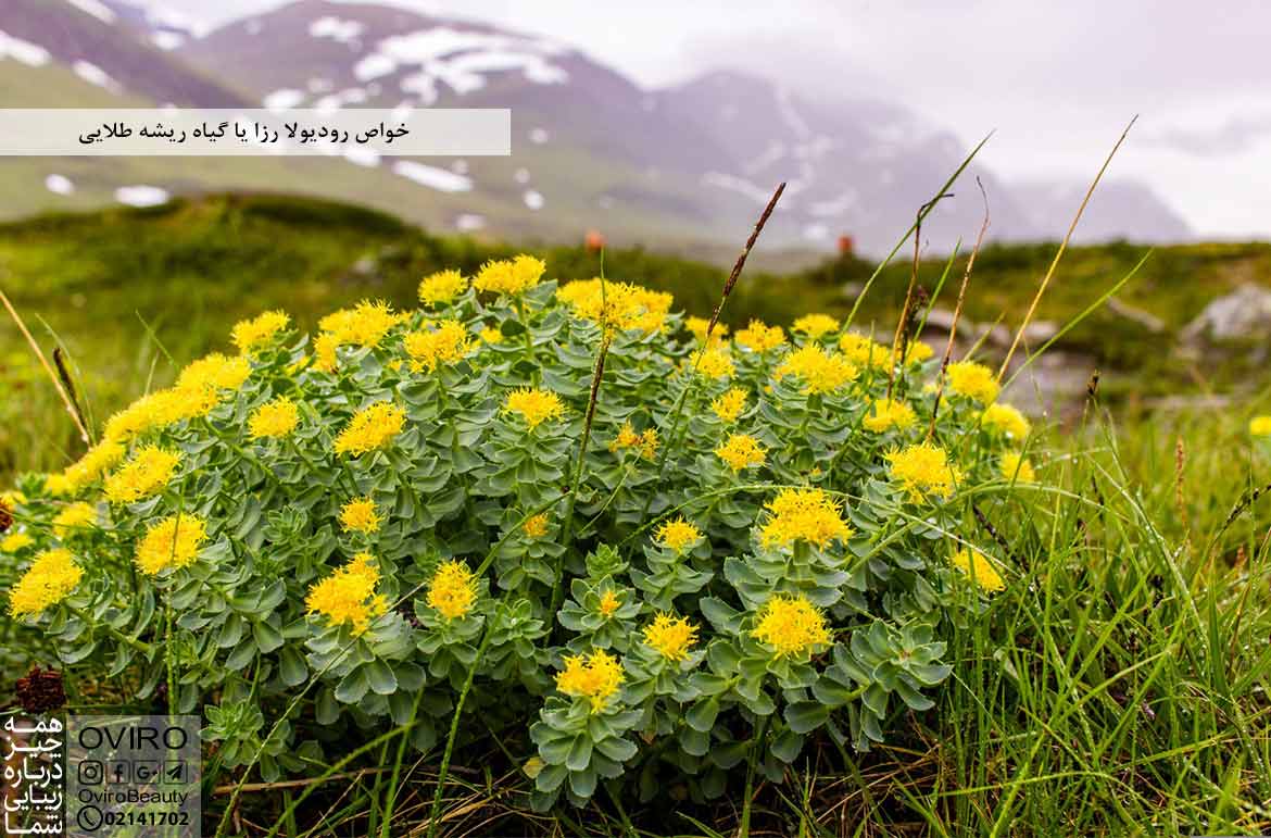 خواص رودیولا رزا یا گیاه ریشه طلایی | فواید روزیولا روزیا Rhodiola rosea