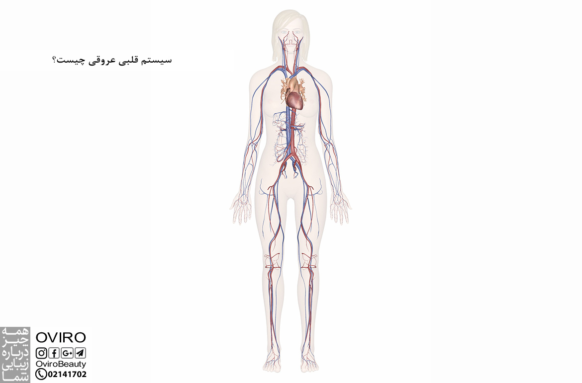سیستم قلبی عروقی چیست؟ انواع بیماری های قلبی عروقی | مشکلات قلبی عروقی