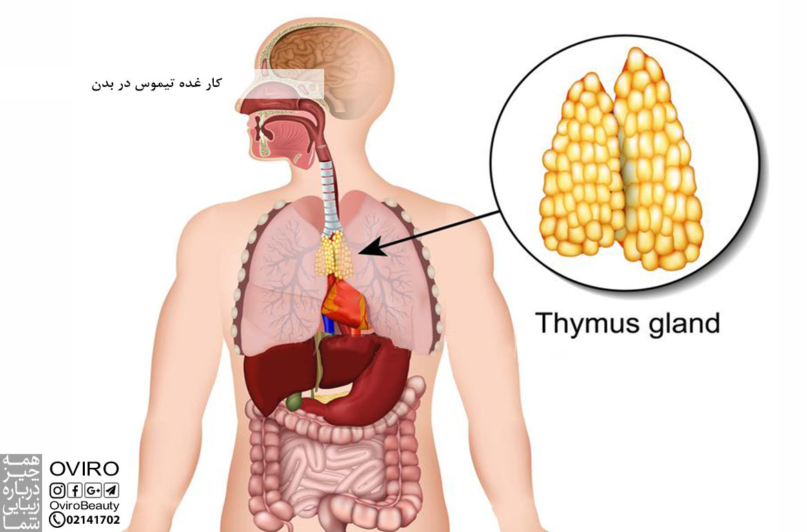 کار غده تیموس در بدن : محل قرار گیری - هورمون ها و سلولهای تیموس - بیماریهای غده تیموس
