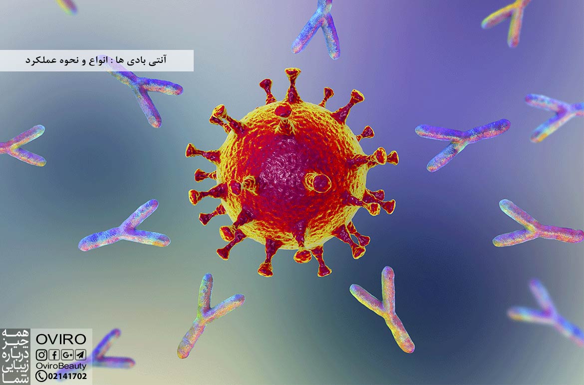 آنتی بادی ها : انواع - شکل - نحوه عملکرد - تفاوت با آنتی ژن - آزمایش | اویرو مگ
