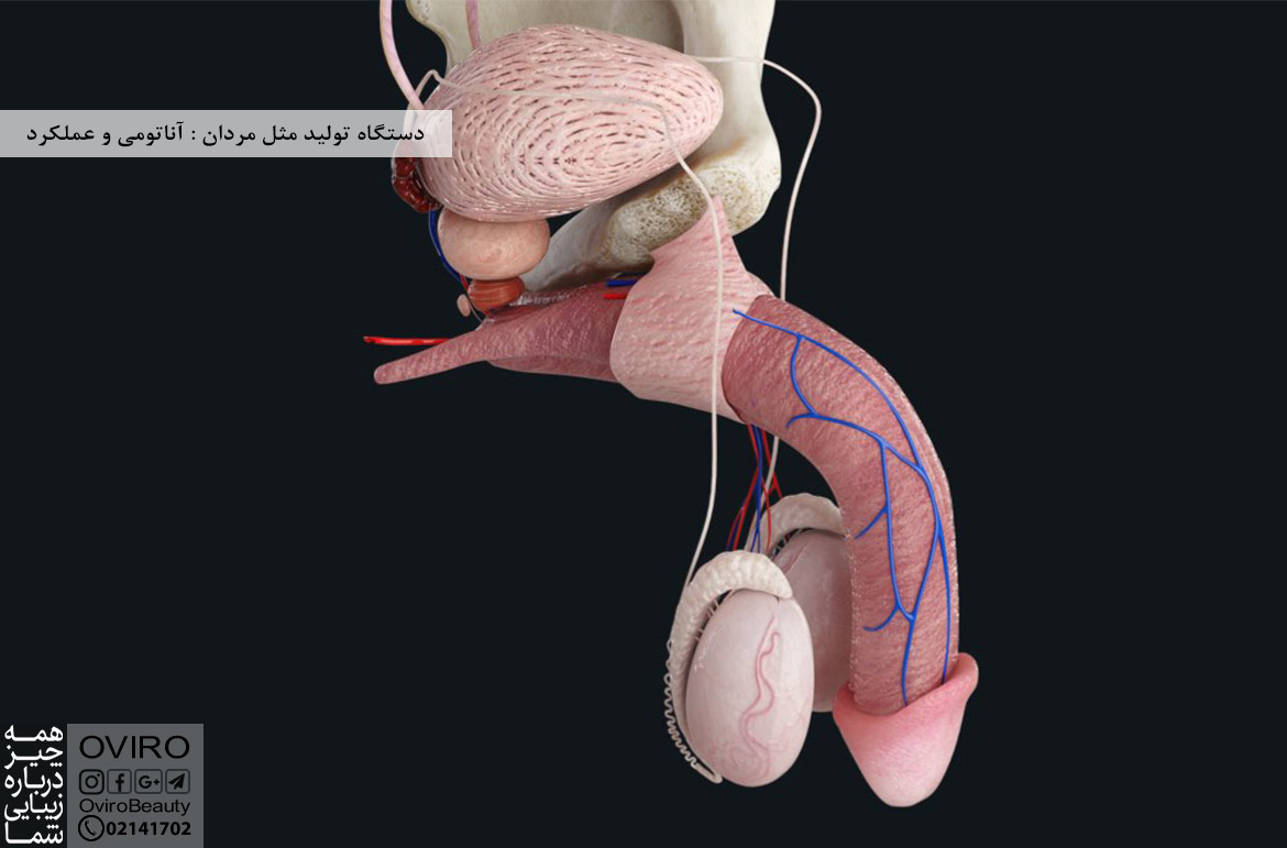 دستگاه تولید مثل مردان : آناتومی (اندام های اخلی و خارجی) - کار اصلی | سیستم تماسلی مردان