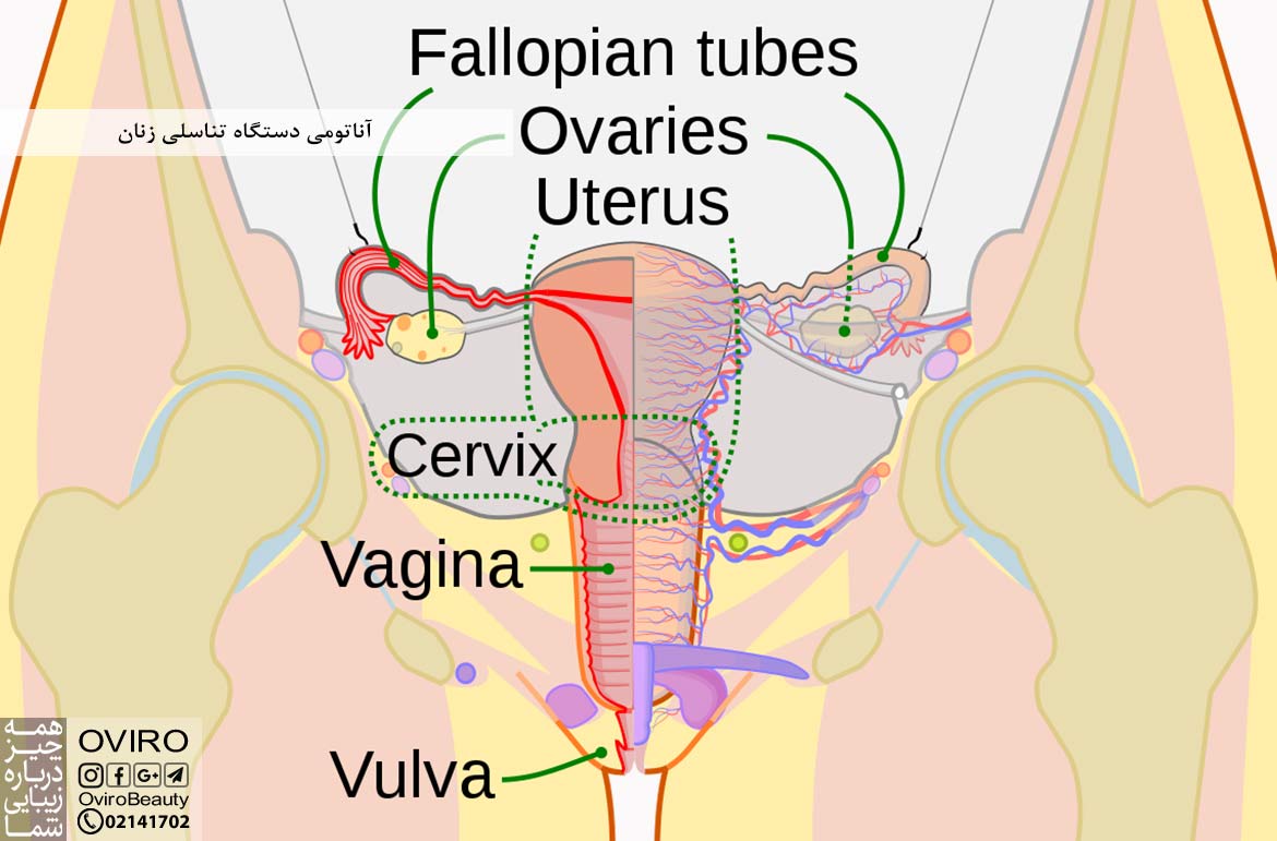 آناتومی دستگاه تناسلی زنان و عملکرد اندام ها | آناتومی سیستم تناسلی زنانه