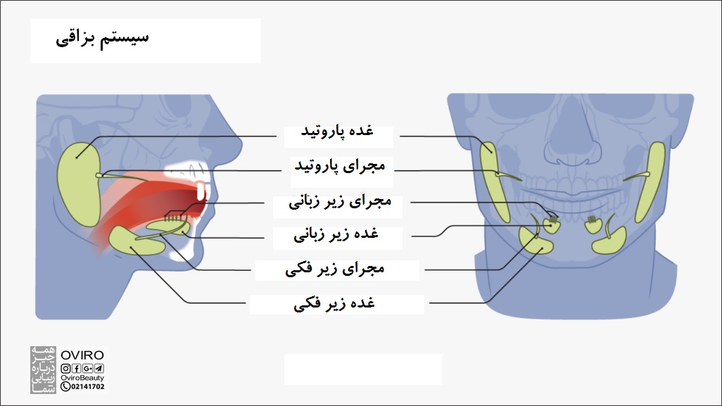 درمان عفونت غدد بزاقی : علائم - علت - تشخیص - درمان پزشکی / خانگی