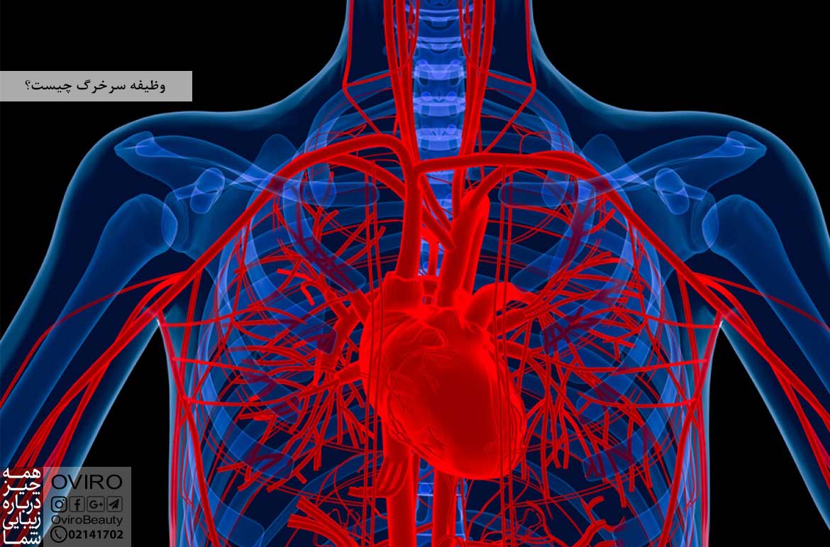 وظیفه سرخرگ چیست؟ انواع - آناتومی - بیماری های عروقی | تفاوت سرخرگ و سیاهرگ